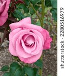 Small photo of St. Kilda Botanical Garden, Melbourne, Australia - March 18, 2023 : Rosa Blue Bijou in the St. Kilda Botanical Garden, Elwood, Melbourne, Victoria Australia on March 18, 2023