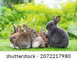 Small photo of Group of six cuddly furry rabbit sitting and lying down sleep together on green grass over natural background. Easter newborn bunny family concept.