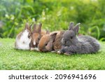 Small photo of Group of five cuddly furry rabbit bunny lying down sleep together on green grass over natural background. Family baby rabbits sitting togetherness on lawn. Easter newborn bunny family concept.