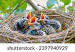 Small photo of Group of hungry baby birds sitting in their nest with mouths wide open waiting for feeding. Young birds in nest concept.