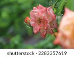 Small photo of On a rainy day, amidst the pitter-patter of drops, a beautiful rose bloomed, its petals glistening with dewdrops, creating a breathtaking sight."