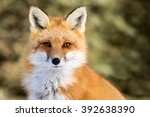 Red fox   vulpes vulpes ...