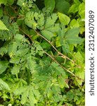 Small photo of Mimosa pudica plant mantains turgid condition