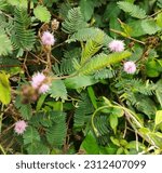 Small photo of Mimosa pudica plant mantains turgid condition