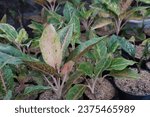 Small photo of The Aglonema lipstick Siamese aurora ornamental plant in the home yard, the Aglonema plant can also make the room temperature damp when placed indoors. This ornamental plant can help improve air circu