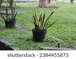 The ornamental plant Mother-in-Law's Tongue (Sansevieria trifasciata) has the benefit of air freshener. The refreshing and healthy smell of mother-in-law's tongue makes it good for aromatherapy and ab