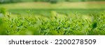 Small photo of Banner Green tea tree leaves field young tender bud herbal Green tea tree in camellia sinensis organic farm. Panorama Fresh Tree tea leaf plant green nature in herbal farm background with Copy Space