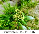 Small photo of Euphorbia heterophylla is a monoecious C4 annual species with a taproot. Seeds germinate over an extended period and over a wide range of environmental conditions.