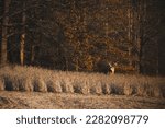 Small photo of Whitetail buck standing in bean field in fall