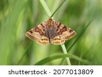Burnet companion moth a owlet...