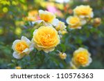 Some Orange Yellow Roses In The ...