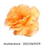 Beautiful orange rose flower...