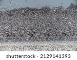 Huge Flock Of Snow Geese  Chen...