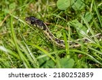 Common Eastern Garter Snake ...