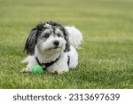 Small photo of Black and White Havanese puppy playing fetch with green ball in backyard.