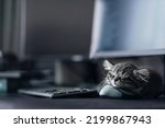 Small photo of Lazy little kitten lying on a table at the workplace near computer mouse. Online work at home. cat lying next to computer and looks bored with soften and selective focus