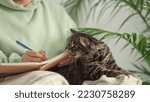 Small photo of funny kitten is playing lying on the sofa next to the hostess, cozy atmosphere, the woman covered herself with a blanket and writes a diary of thanks.