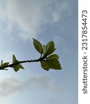 Small photo of A beautiful green leafy tree branches crosswise towards the sky.