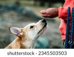 Small photo of A cute dog approaches its owner's hand to sniff the tidbit.