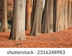 trunks of old trees in the city park, orange needles of conifers lie on the ground like a carpet, the atmosphere is very calm, relaxing, only birds sing around