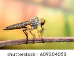 Super Macro Robber Fly With Prey