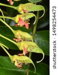 Small photo of Incipient fruits of Tara spinosa (=Caesalpinia spinosa), a small leguminous tree or shrub native to Peru, Ecuador​, Colombia and Chile.