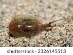 Small photo of Triops cancriformis (tadpole shrimp), a species of Notostraca found in Europe to the Middle East and India.