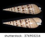 Small photo of Oxymeris maculata (Crenulate Auger), a species of marine gastropod mollusk in the family Terebridae, the auger snails