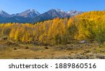 Into The Wild - A panoramic Autumn morning view of a secluded campsite in a dense golden aspen grove at base of high peaks of Sawatch Range. Leadville, Colorado, USA.