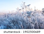 dawn on a snow-covered field amid grass. Snow and frost on the plants. Ice grass. Ice tale. Beautiful winter background with branches covered with hoarfrost. The plants are covered with frost. 