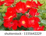 Small photo of Procumbent rose or ground covering rose red flowers