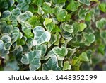 hedera helix glacier ivy green foliage