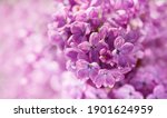 Purple Lilac Flowers As...