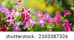 Colorful petunia flowers in a...