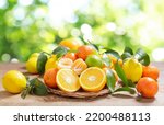 Fresh citrus fruits with leaves ...