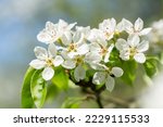 Blooming pear tree. Close up of white flowers on a pear tree