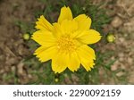 Small photo of Coreopsis lanceolata, commonly known as lanceleaf coreopsis, lanceleaf tickseed, lance-leaved coreopsis or sand coreopsis is a North American species of tickseed in the family Asteraceae