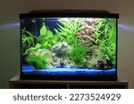Natural Ocean Rock And Live Aquarium Plants In A Home Fish Tank.