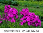 Small photo of phlox flowers in the garden.Beautiful pink, summer flowers of Phlox .Flowering branch of purple phlox in the garden in rainy weather.