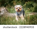 Yorkshire Terrier standing in the forest looking directly at the camera