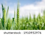 Wheat Field Image. View On...