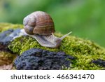 Burgundy Snail  Helix  Roman...
