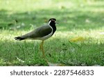 Small photo of elusive-birds The red-wattled lapwing is an Asian lapwing or large plover, a wader in the family Charadriidae. Like other lapwings they are ground birds that are incapable of perching.