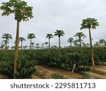 Young Conilon or Robusta coffee trees (Coffea canephora) intercropped with papaya trees on a coffee plantation in Linhares, Espirito Santo, Brazil