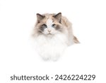 Small photo of Blue tortie bicolor Ragdoll cat portrait lying isolated on white studio background copy space portrait