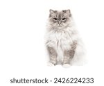 Small photo of Ragdoll cat sitting isolated on white studio background copy space portrait