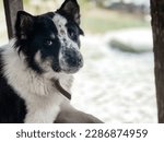 Small photo of Dogs that are in an unfamiliar environment may appear more suspicious, as they may be more likely to be on edge and react to unfamiliar stimuli.