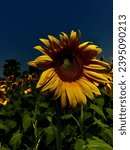 Small photo of The common sunflower has a green erect stem covered in coarse hairs, growing on average around 2m tall.