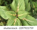 Small photo of ColeusÂ a genus of annual or perennial herbs or shrubs, sometimes succulent, sometimes with a fleshy or tuberous rootstock, found in the Old World tropics and subtropics