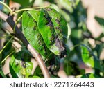 Small photo of Blackened and twisted leaves of a young pear
